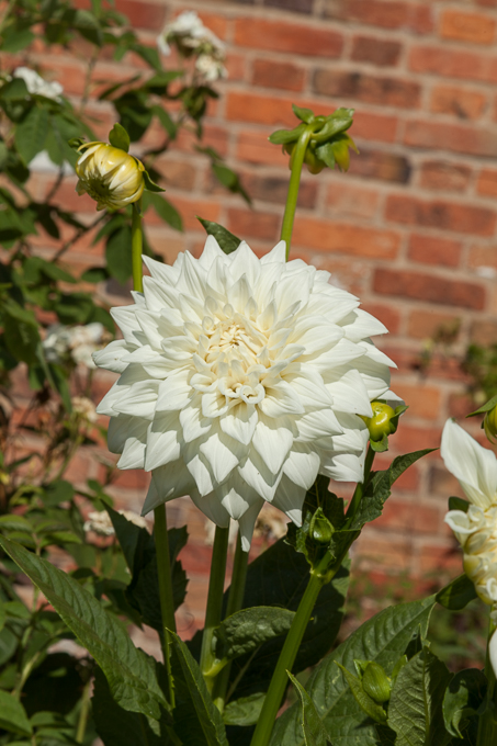 Clumber 2013 (06)